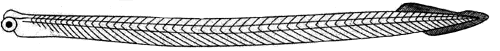 conodonte