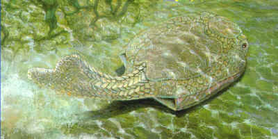conodonte