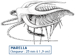 marella