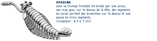 opabina