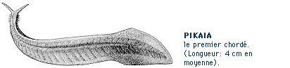 pikaia