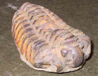 trilobite