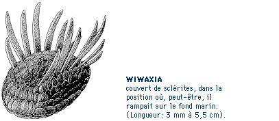wiwaxa