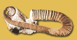 ammonite du crétacé