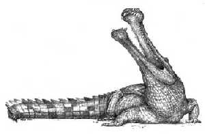 Sarcosuchus imperator