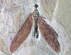 Fossile de planipennia (Neuroptère)