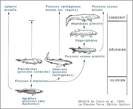 amphibiens